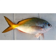 Redbelly Yellowtail Fusilier