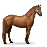 Knabstrupper - Chestnut