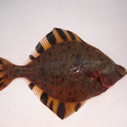 Starry Flounder (Aka: Rough Jacket, Grindstone; Great, Emery or Sand-Paper Flounder)