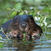 European Beaver
