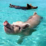 Swimming Pigs of Exuma