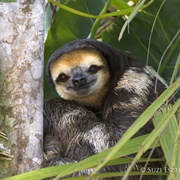 Sloth Island
