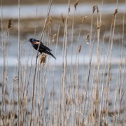 Ted Harvey Wildlife Area, Delaware