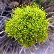 Parry's Biscuitroot (Lomatium Parryi)