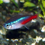Neon Tetra