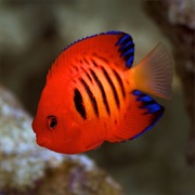 Flame Angelfish