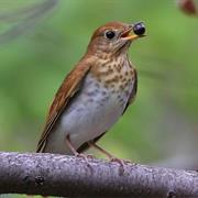 Veery