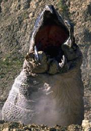 Graboid