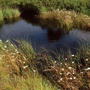 Campfield Marsh