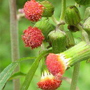 Sierra Leone Bologi (Crassocephalum Biafrae)
