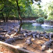 Visit Crocodile Bank