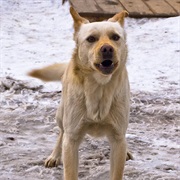 Silence a Barking Dog