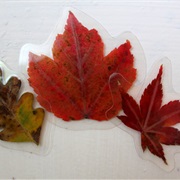 Laminate Leaves
