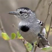 Ash-Throated Antwren