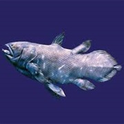 Coelacanth