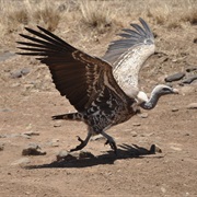 Ruppell's Vulture