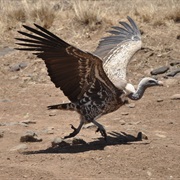 Ruppell&#39;s Vulture