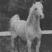 American Walking Pony