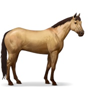 Argentinean Criollo - Dun