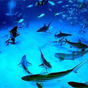 Shark Rodeo at Walker's Cave