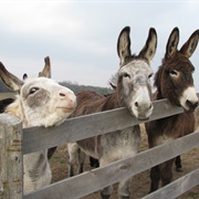 Visit a Donkey Sanctuary