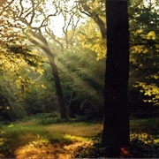 Epping Forest