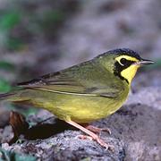 Kentucky Warbler