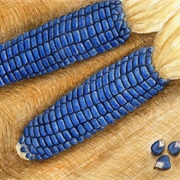 Corn