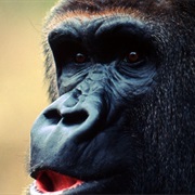 Cross River Gorilla