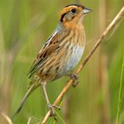 Nelson's Sparrow