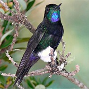 Gorgeted Puffleg