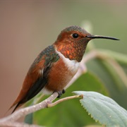 Allen's Hummingbird