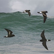 Storm Petrel Colony, Tórshavn, Faroe Islands