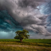 Lone Tree - Saskatchewan