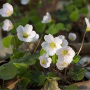 Wood Sorrel (Oxalis Acetosella)