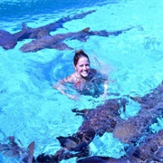 Free Swim With Caribbean Nurse Sharks