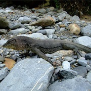 See Alligators in Florida