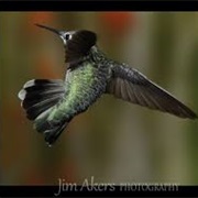Hummingbirds Can Fly Backwards