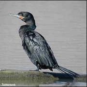 Neotropic Cormorant