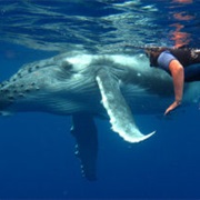 Swim With Humpback Whales in the Maritimes