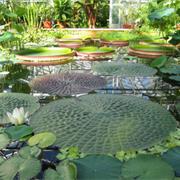 Bristol University Botanical Gardens