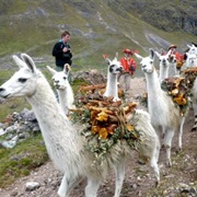 Lares Valley Hike, Peru
