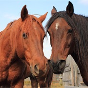 Breeding Rights for American Pharoah May Fetch $50 Million