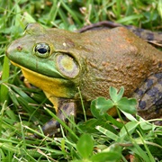 Bullfrog