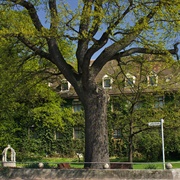 Luthereiche, Wittenberg