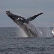 Regarder Des Baleine