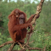 Lahad Datu, Malaysia