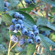 Northern Highbush Blueberry (Vaccinium Corymbosum)
