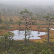 Teici State Reserve, Latvia