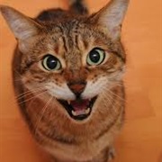 When They Sing Meow Meow